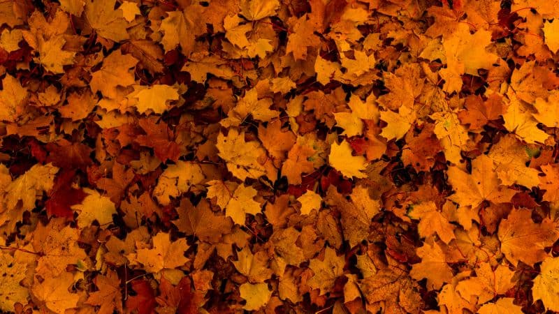 Fallen Leaves Autumn Wallpaper