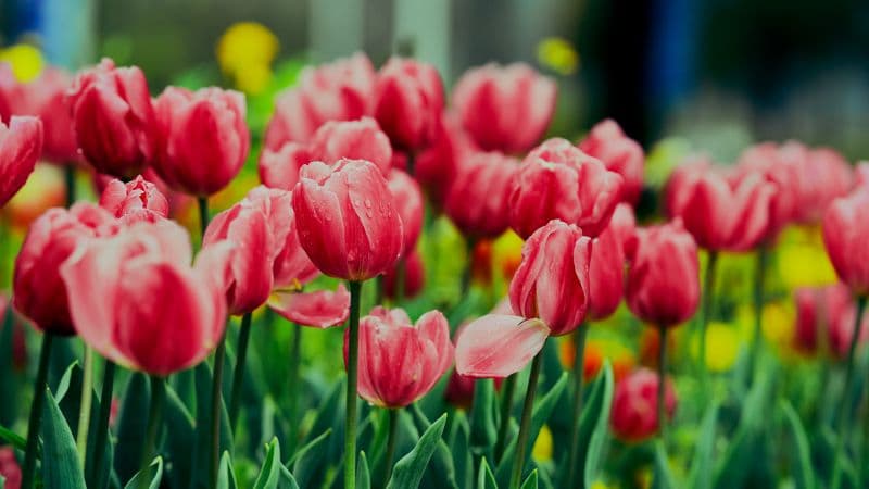 Pink Tulips Flower garden Wallpaper