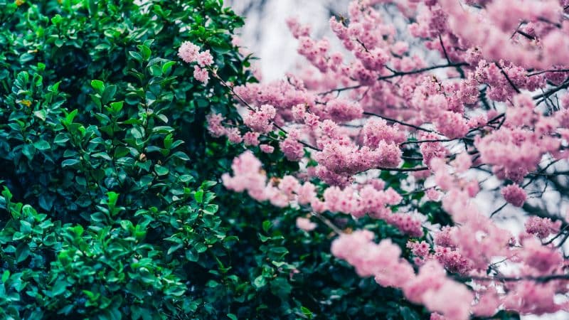 Cherry blossom Green leaves Wallpaper