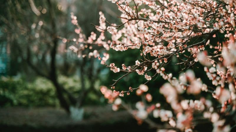 Cherry blossom Bokeh Wallpaper