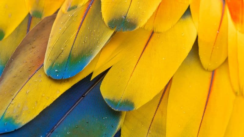 Macaw Feathers Pattern Wallpaper