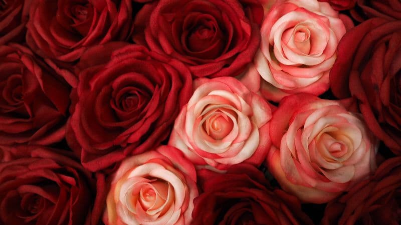 Red Roses White Roses Wallpaper