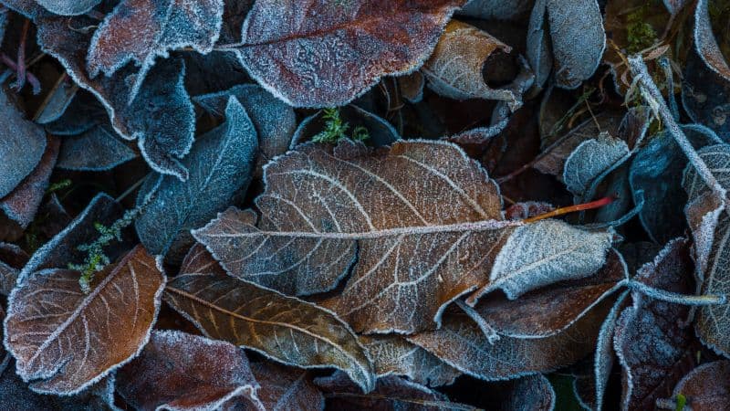 Frozen Leaves Winter Wallpaper