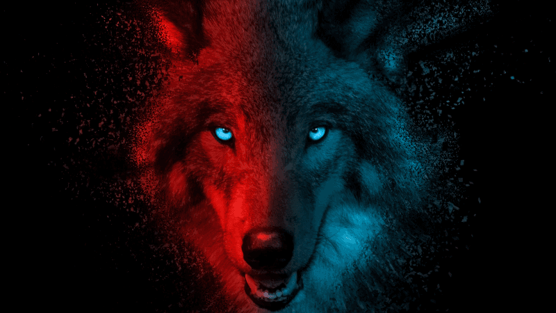 Wolf Scary Wallpaper
