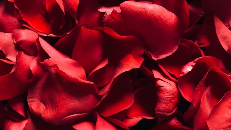 Red Rose Rose Petals Wallpaper