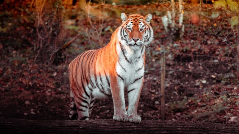 Tiger Panoramic Wallpaper