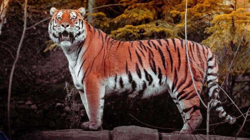 Tiger Autumn Wallpaper