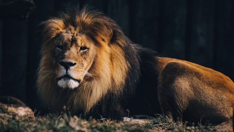 Lion Wildlife Wallpaper