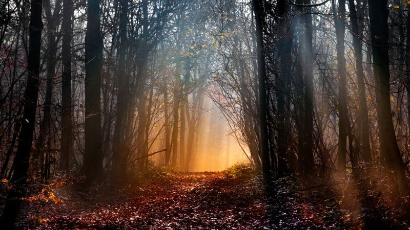 Woodland Early Morning Wallpaper
