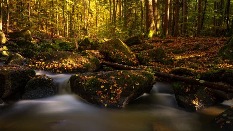 Forest Water Stream Wallpaper