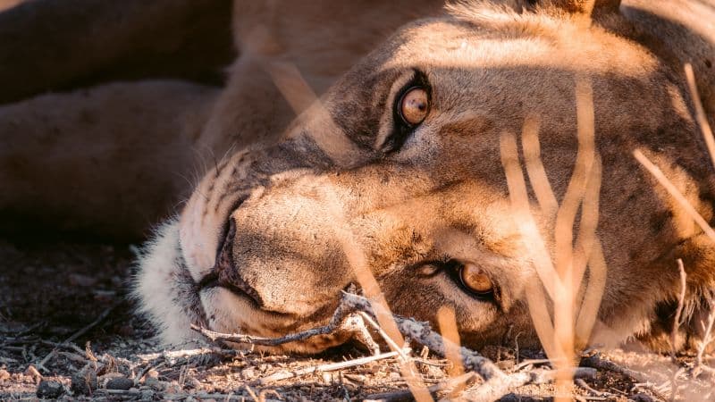 Lioness Stare Wallpaper