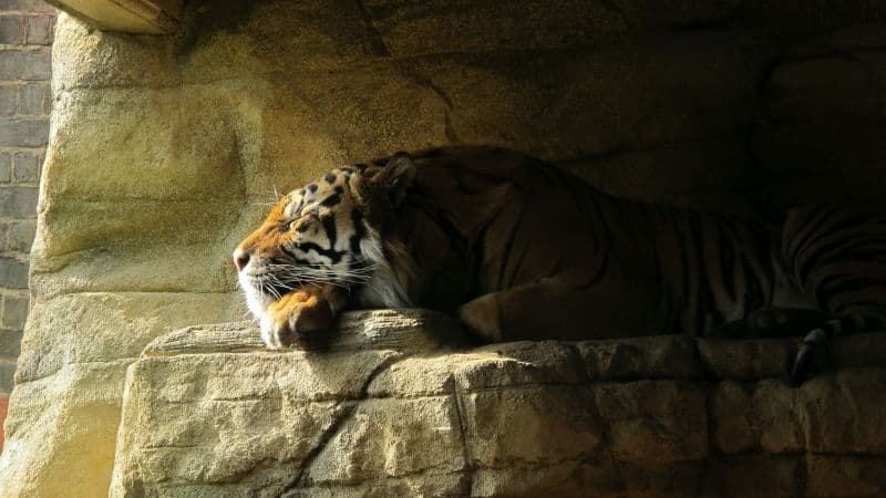Sleeping Tiger Rock Wallpaper
