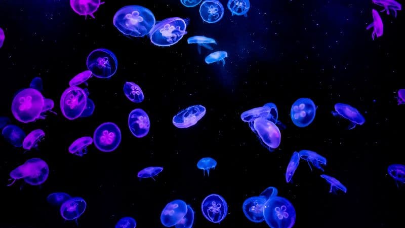 Jellyfishes Blue Wallpaper