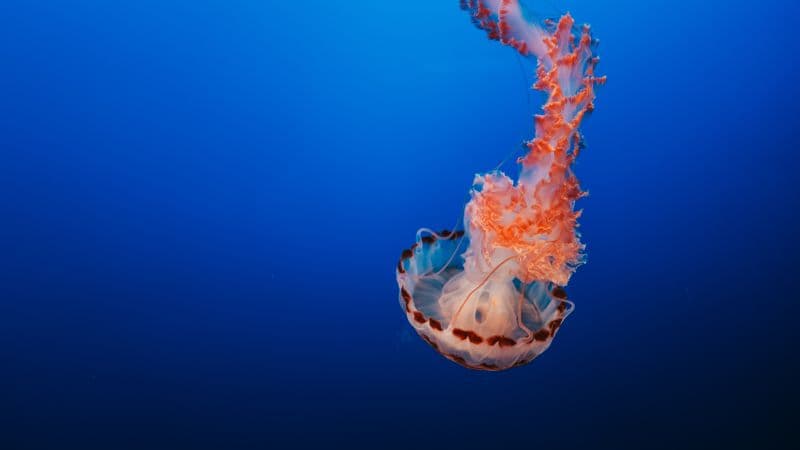 Jellyfish Orange Wallpaper