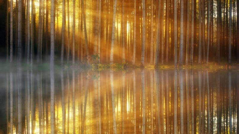 Woodland 5K Wallpaper