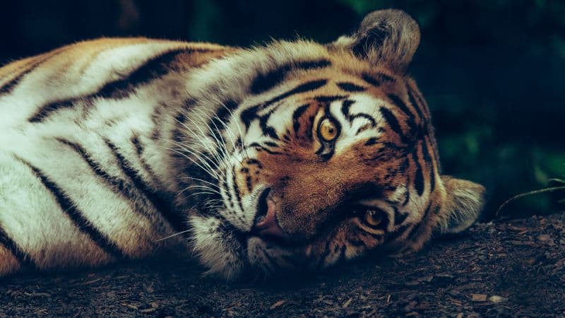 Siberian tiger Staring Wallpaper
