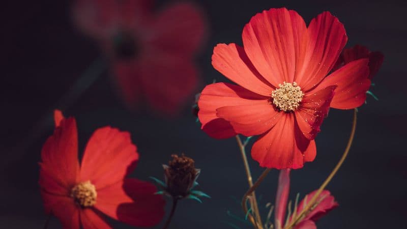 Orange flowers Summer Wallpaper