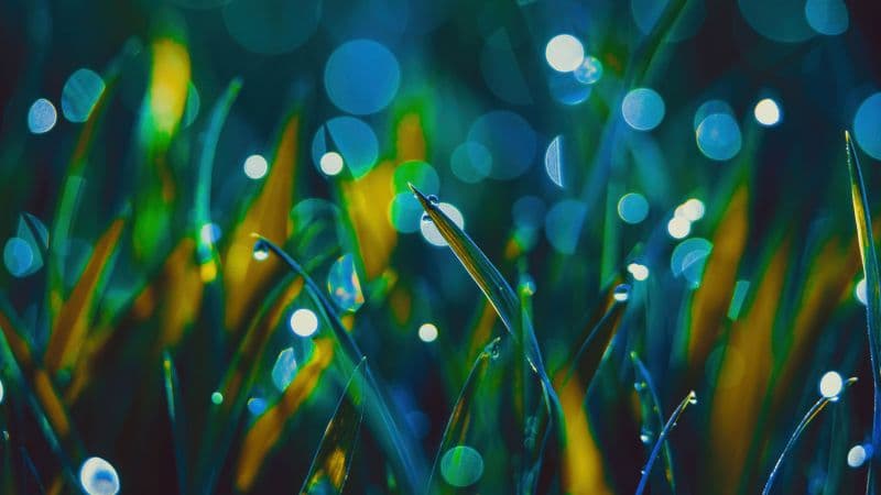 Grass Aesthetic Wallpaper