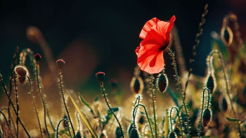 Poppy flower Bloom Wallpaper