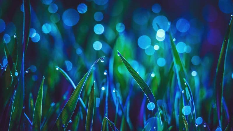 Landscape Grass Wallpaper