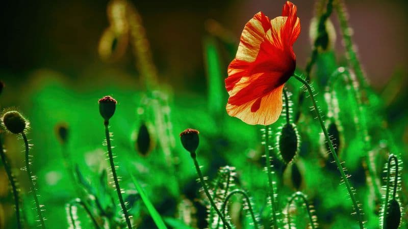 Poppy flower Landscape Wallpaper