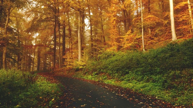 Autumn Path Wallpaper