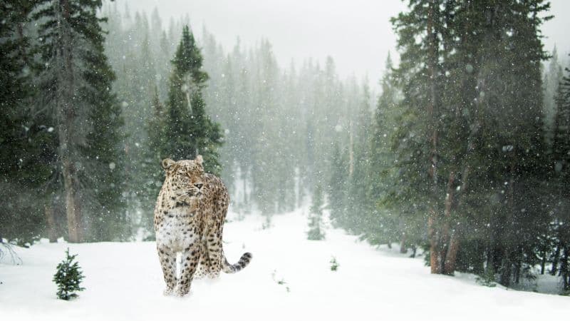 Leopard Snow Wallpaper