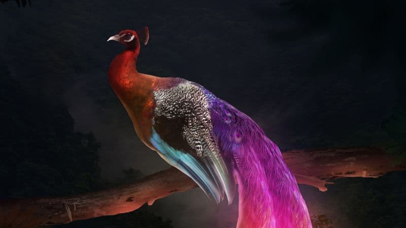Peacock Mythical Wallpaper