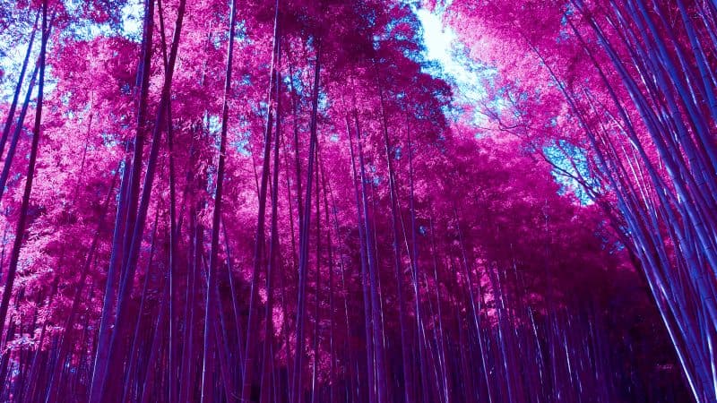 Arashiyama Bamboo Grove Infrared Wallpaper