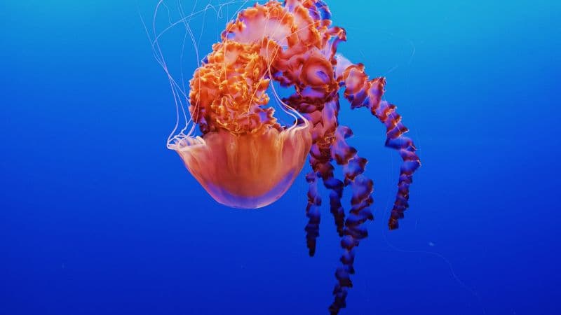 Jellyfish Monterey Bay Aquarium Wallpaper