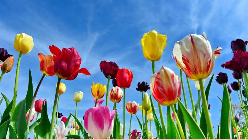 Tulips Colorful flowers Wallpaper