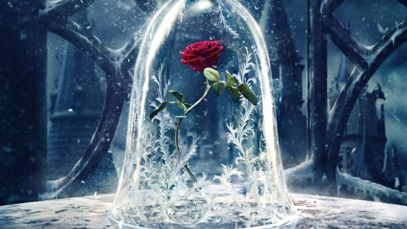 Rose Beauty and the Beast Wallpaper