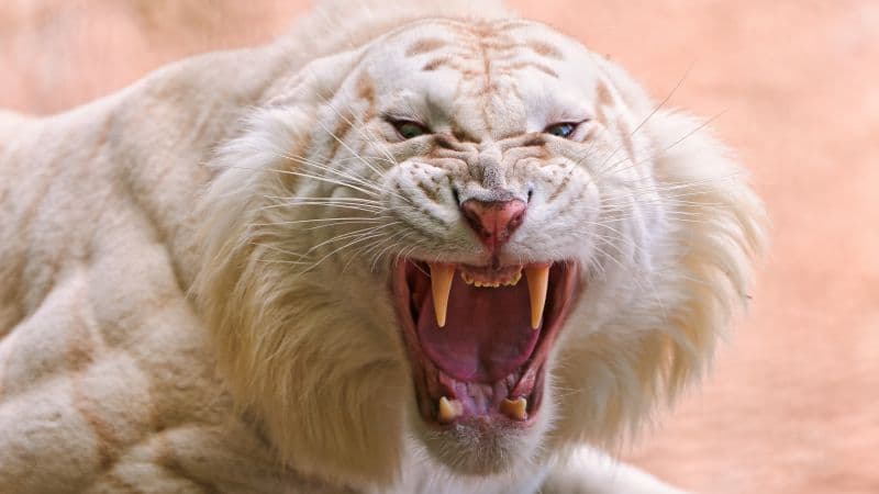 White tiger Roaring Wallpaper
