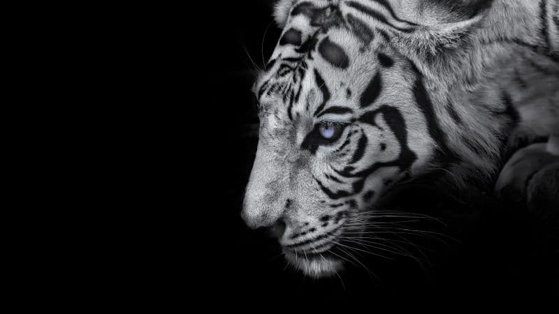 White tiger Black background Wallpaper