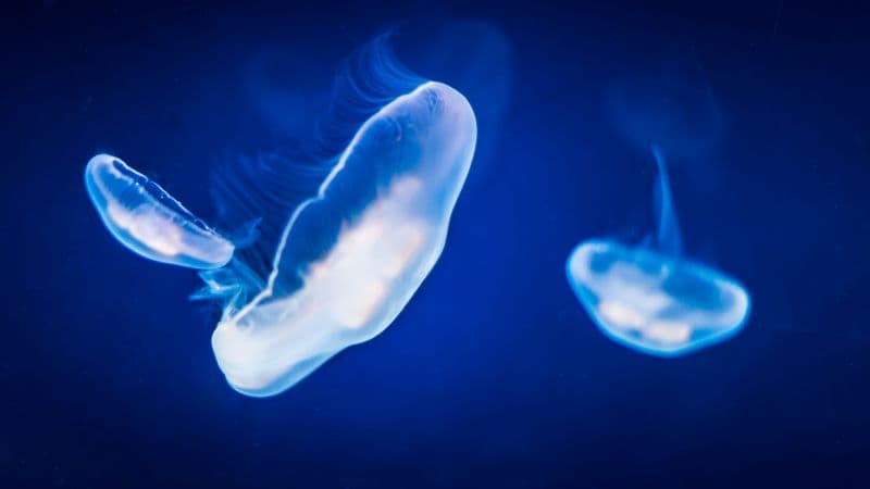Jellyfishes Underwater Wallpaper