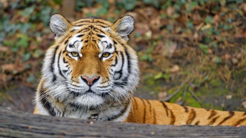 Siberian tigress Big cat Wallpaper