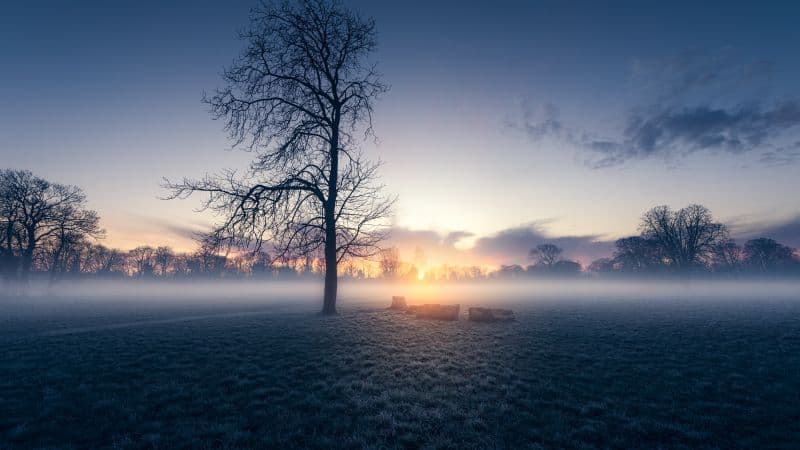 Sunrise Trees Wallpaper