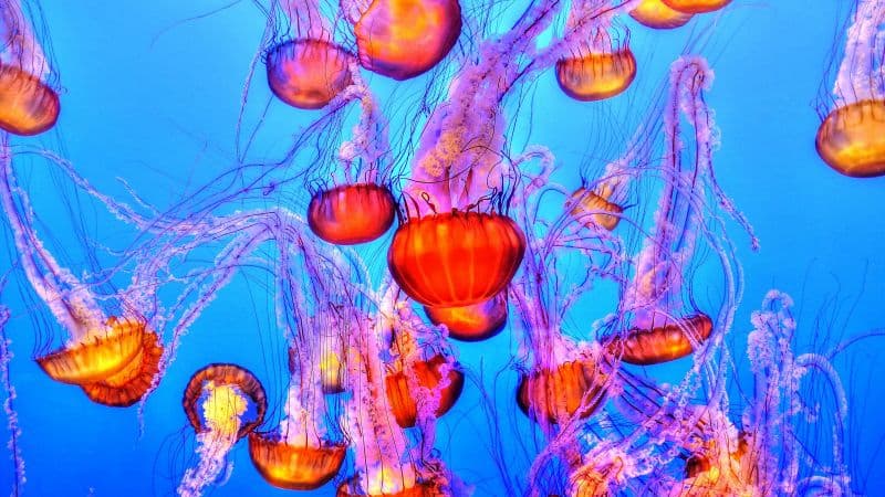 Orange Jelly Fishes Blue background Wallpaper