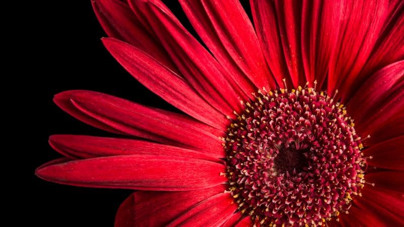 Gerbera Daisy Red flowers Wallpaper