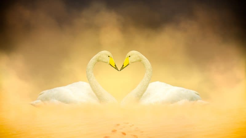 White Swan Love Birds Wallpaper
