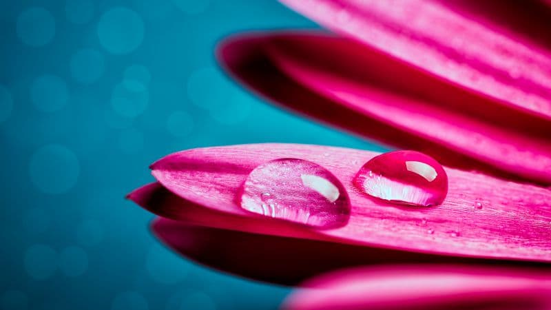 Water droplets Gerbera flower Wallpaper