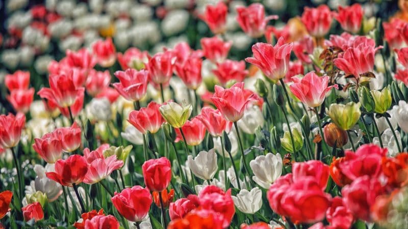 Pink flowers White flowers Wallpaper