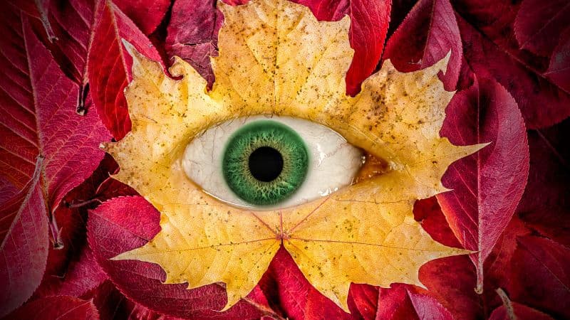 Autumn leaves Eye Wallpaper