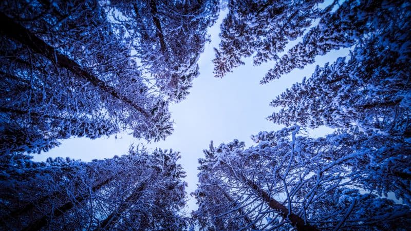 Snowy Trees Forest Wallpaper