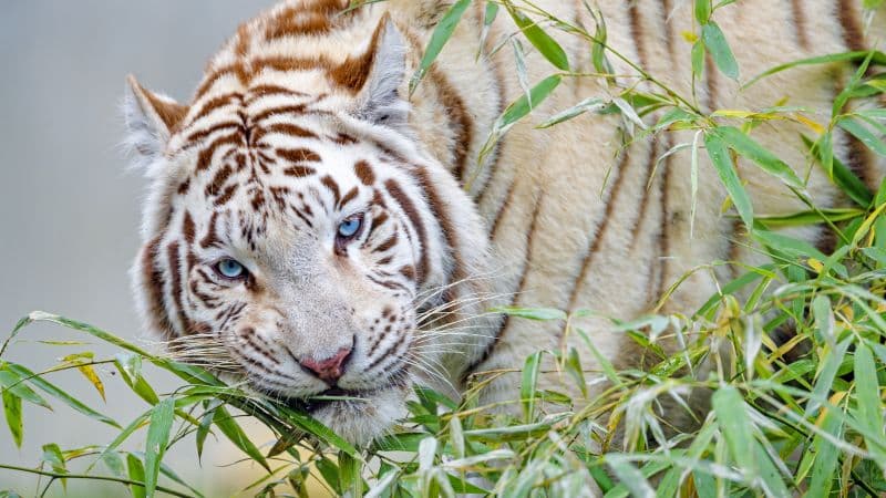 White tiger Bamboo Leaves Wallpaper