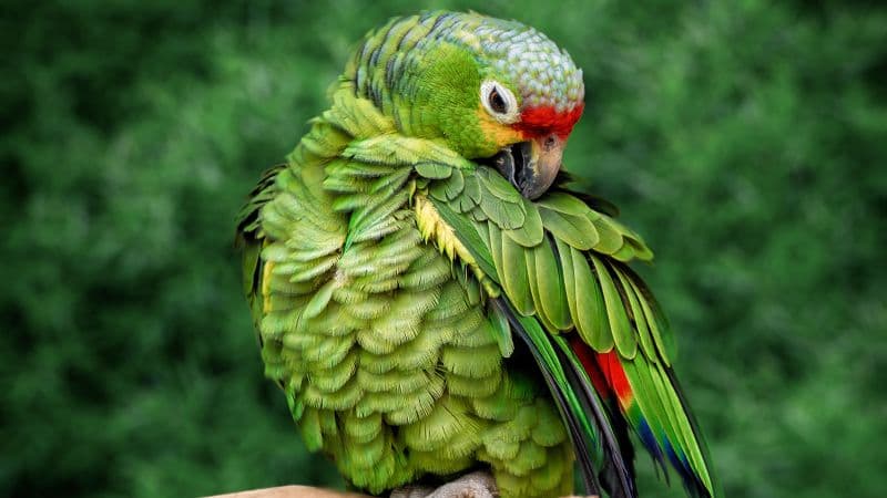 Parrot Green background Wallpaper