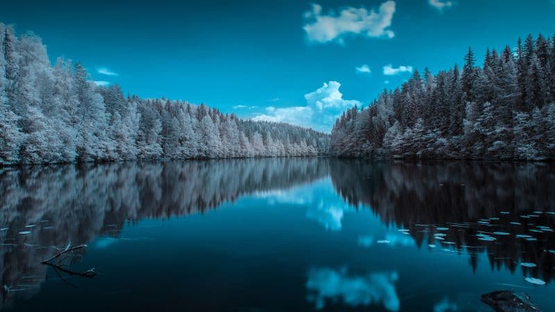 Forest Infrared vision Wallpaper