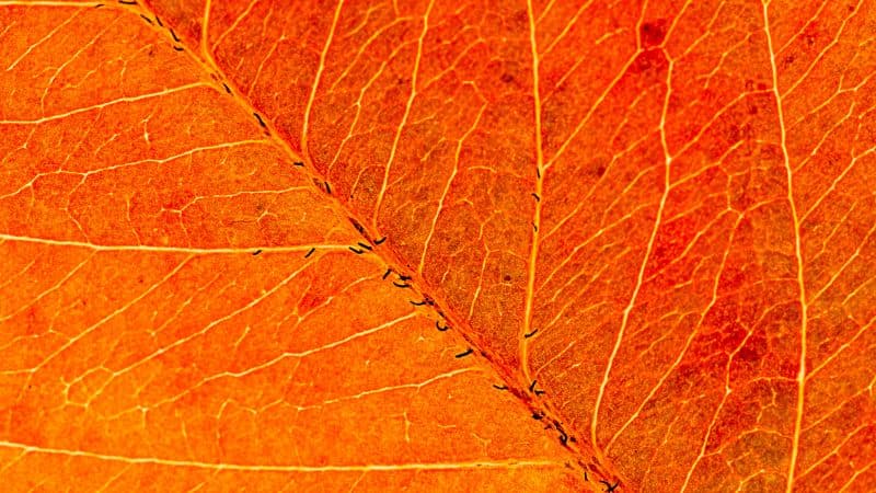 Orange Leaf Macro Wallpaper