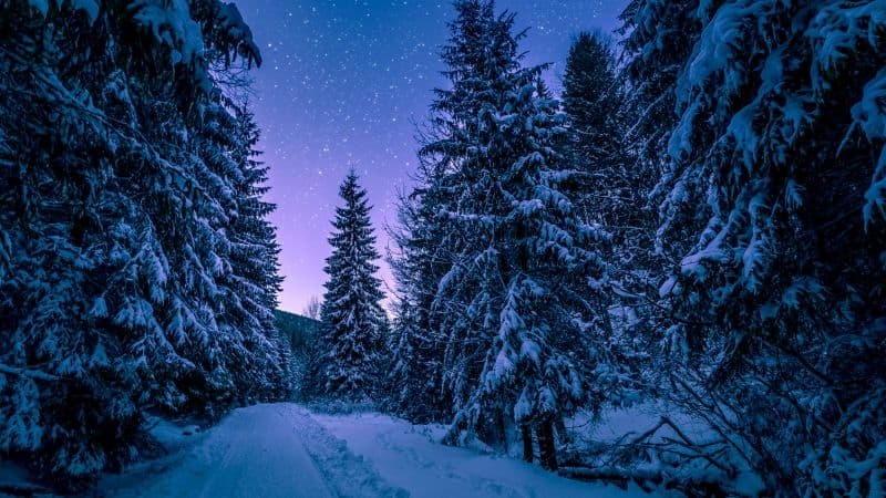 Winter Snowy Pine Trees Forest Wallpaper