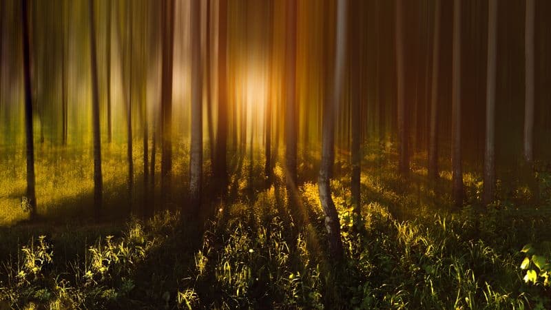 Forest Trees Sunlight Wallpaper